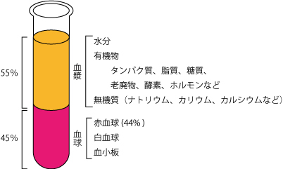 血液、貧血、妊婦、ホルモン